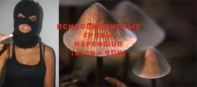 Галлюциногенные грибы Psilocybe Буйнакск